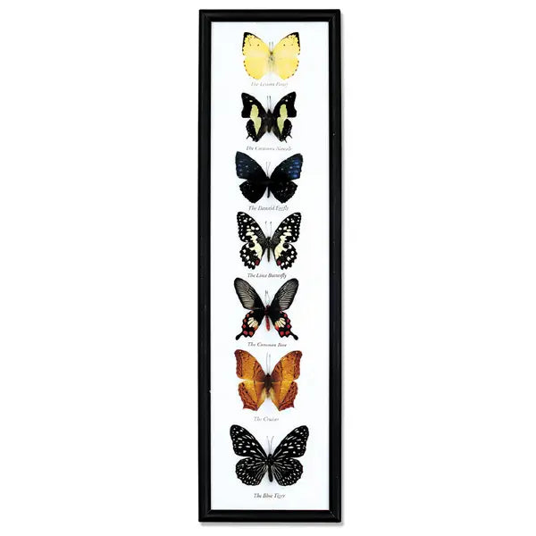 Butterfly Collection
