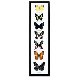 Butterfly Collection