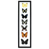 Butterfly Collection