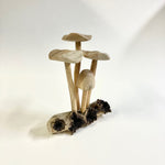 Mushroom Sculpture