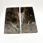 Ammonite & Orthoceras Bookends Grey Ammonite