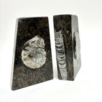 Ammonite & Orthoceras Bookends Grey Ammonite
