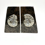 Ammonite & Orthoceras Bookends Grey Ammonite