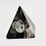 Orthoceras & Ammonite Pyramid