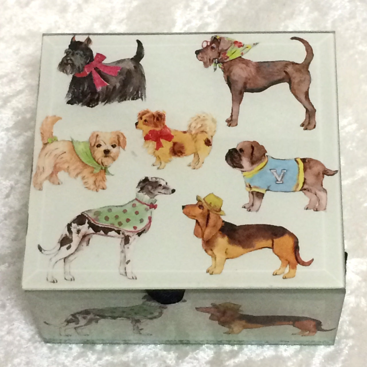 Show Dogs Box